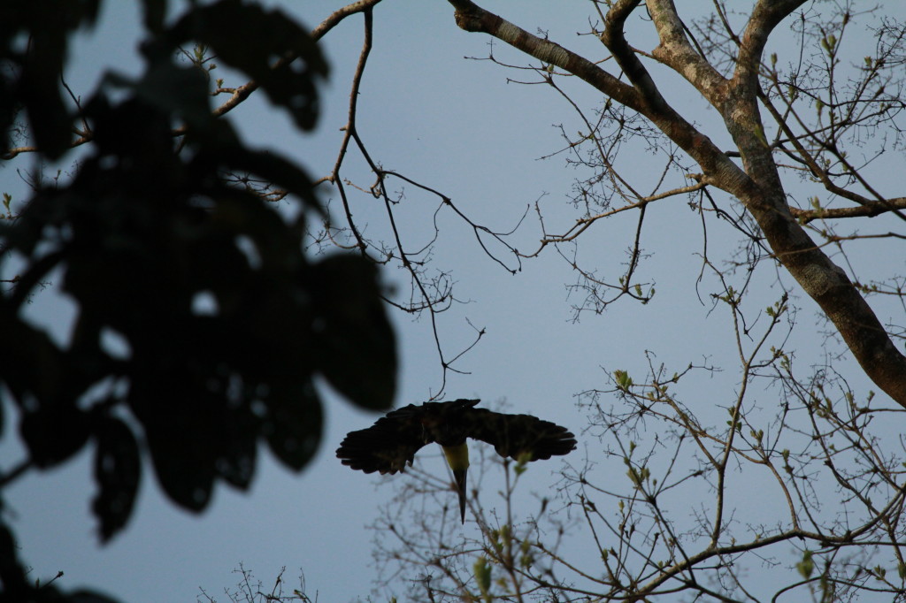 Swainson's Toucan