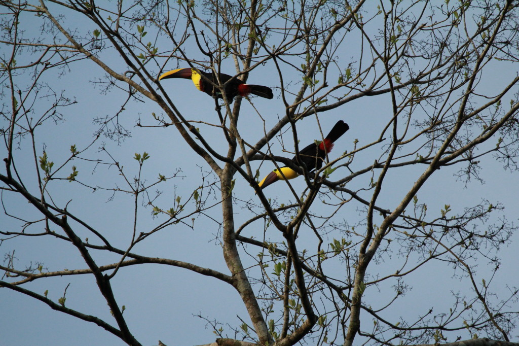 Swainson's Toucans