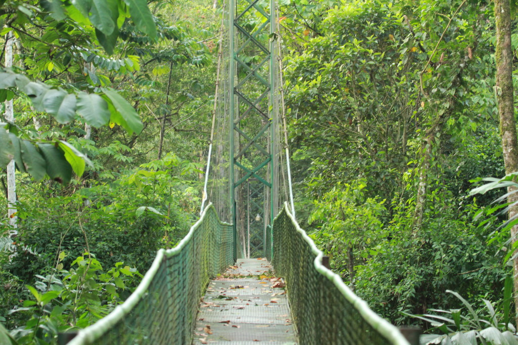 Hanging Bridge, Selva Verde