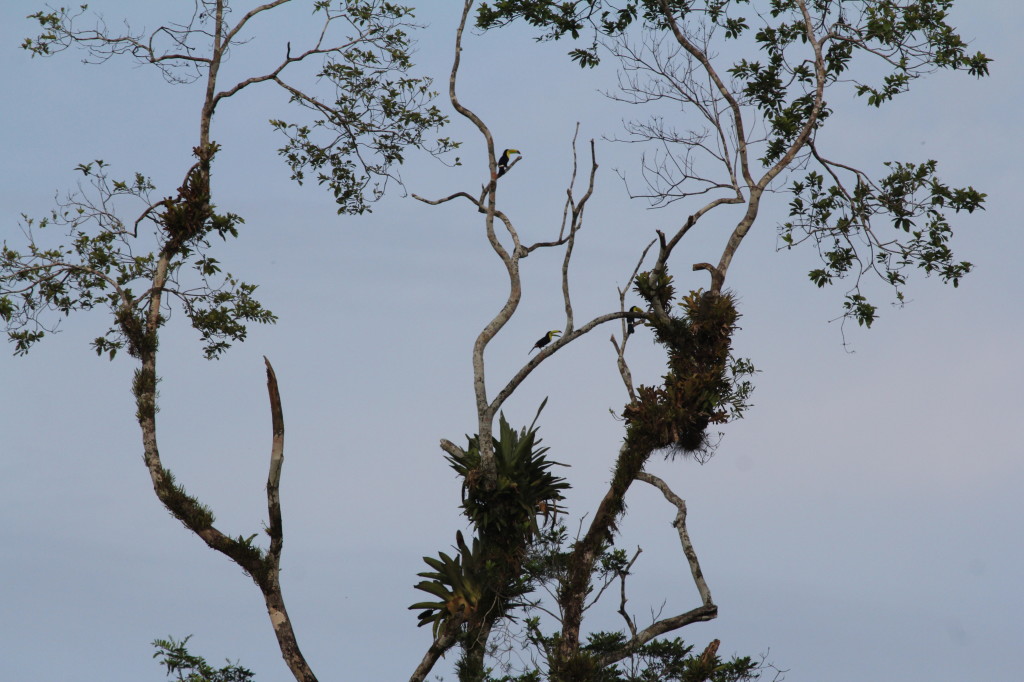 Swainson's Toucans