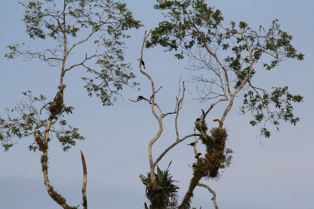 Swainson's Toucans