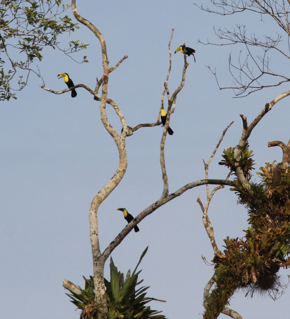 Swainson's Toucans