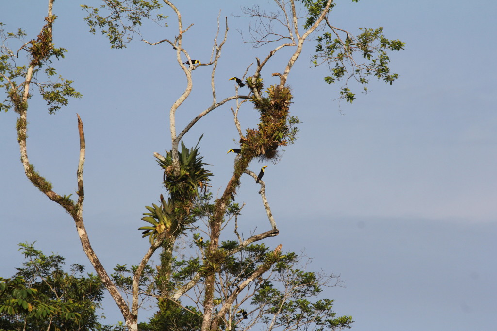 Swainson's Toucans