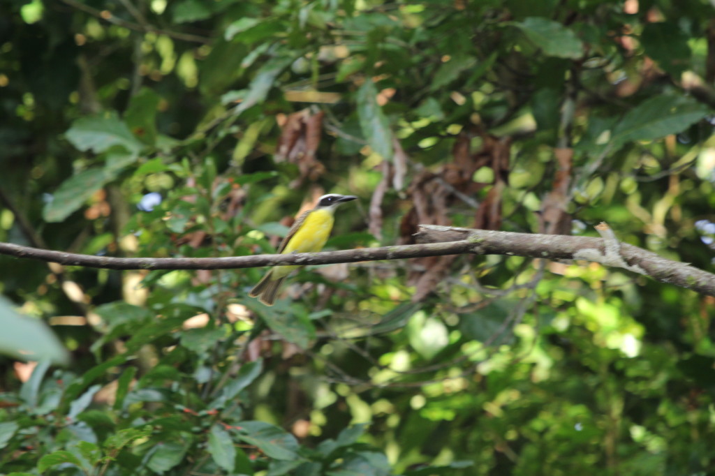 Greater Kiskadee