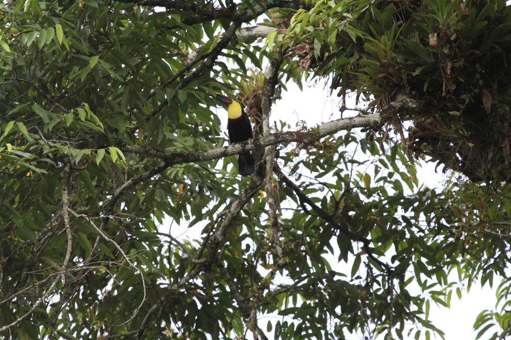 Swainson's Toucan