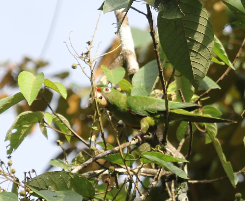 Crimson fronted Conure