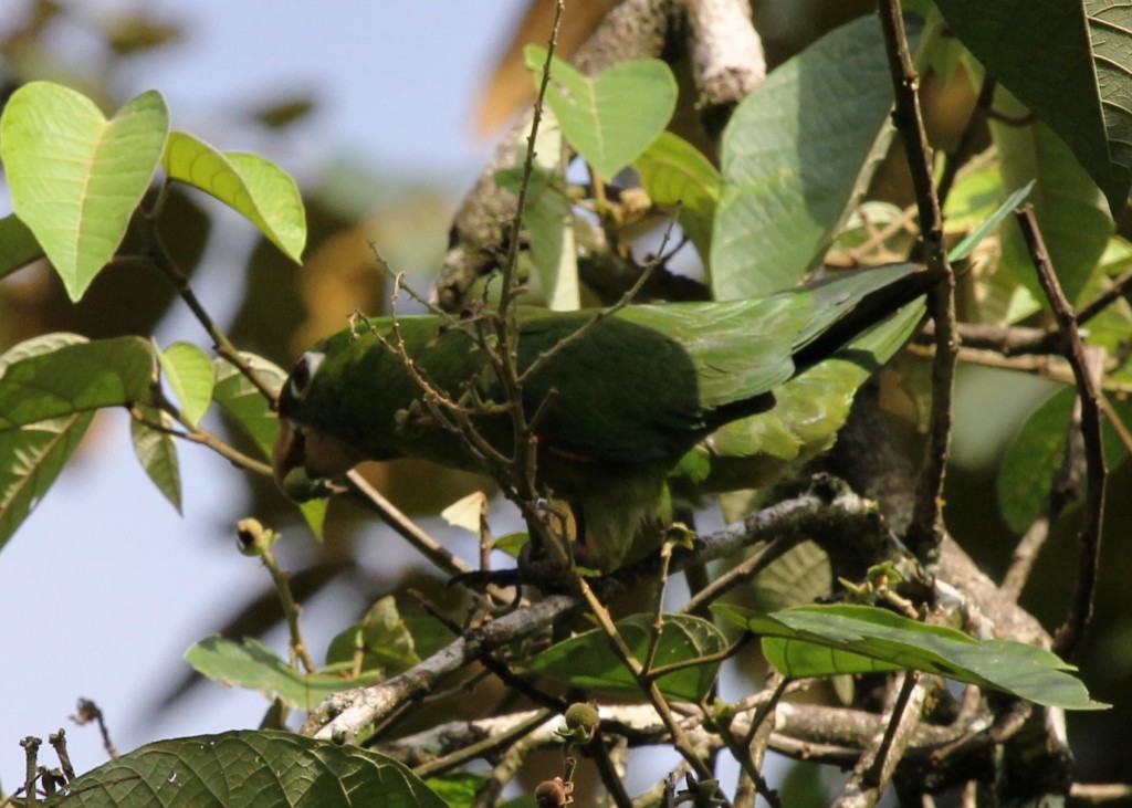 Crimson fronted Conure