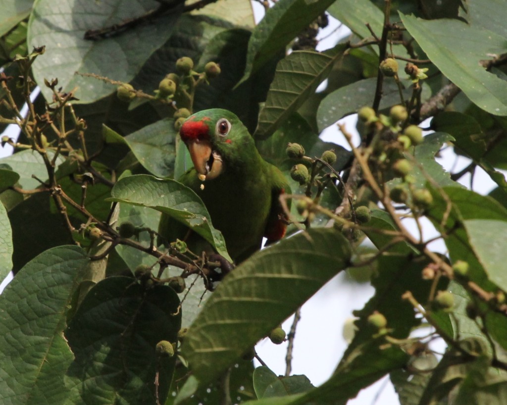 Crimson fronted Conure