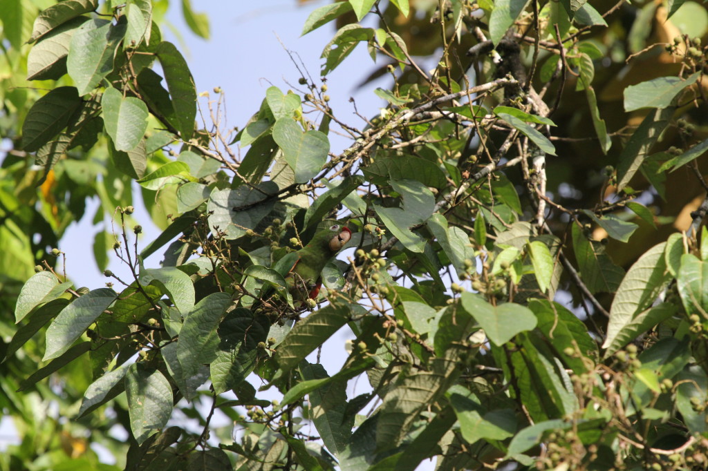 Crimson fronted Conure