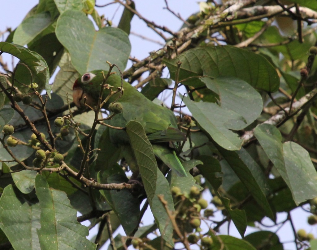 Crimson fronted Conure