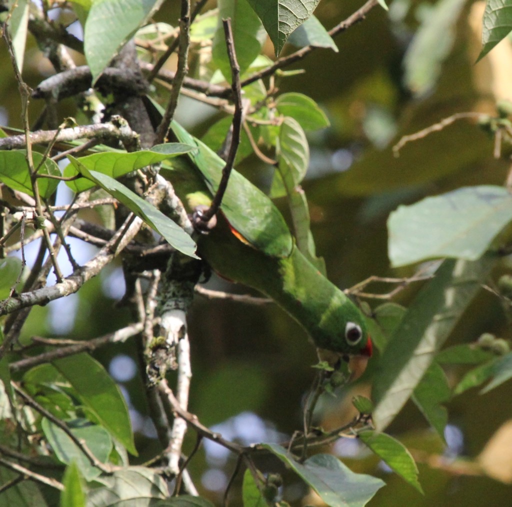 Crimson fronted Conure