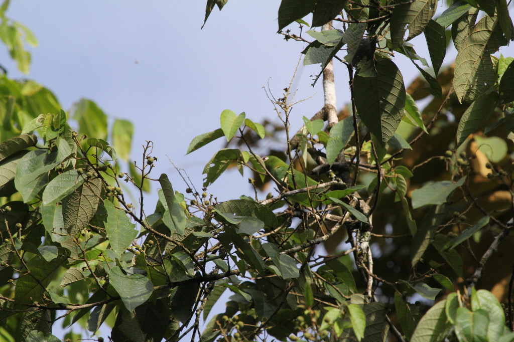 Crimson fronted Conure