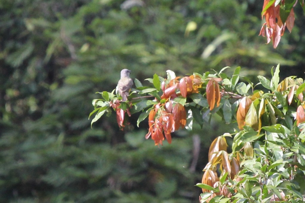 I think this is a female Blue-grey Tanager