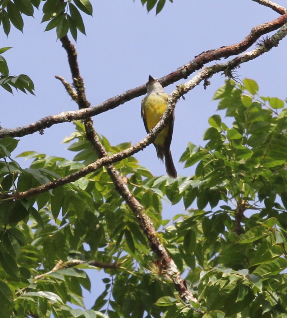 Greater Kiskadee