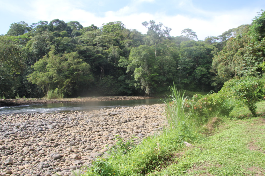 This stream is a great place to see birds, just 10 minutes walk from Selva Verde Lodge