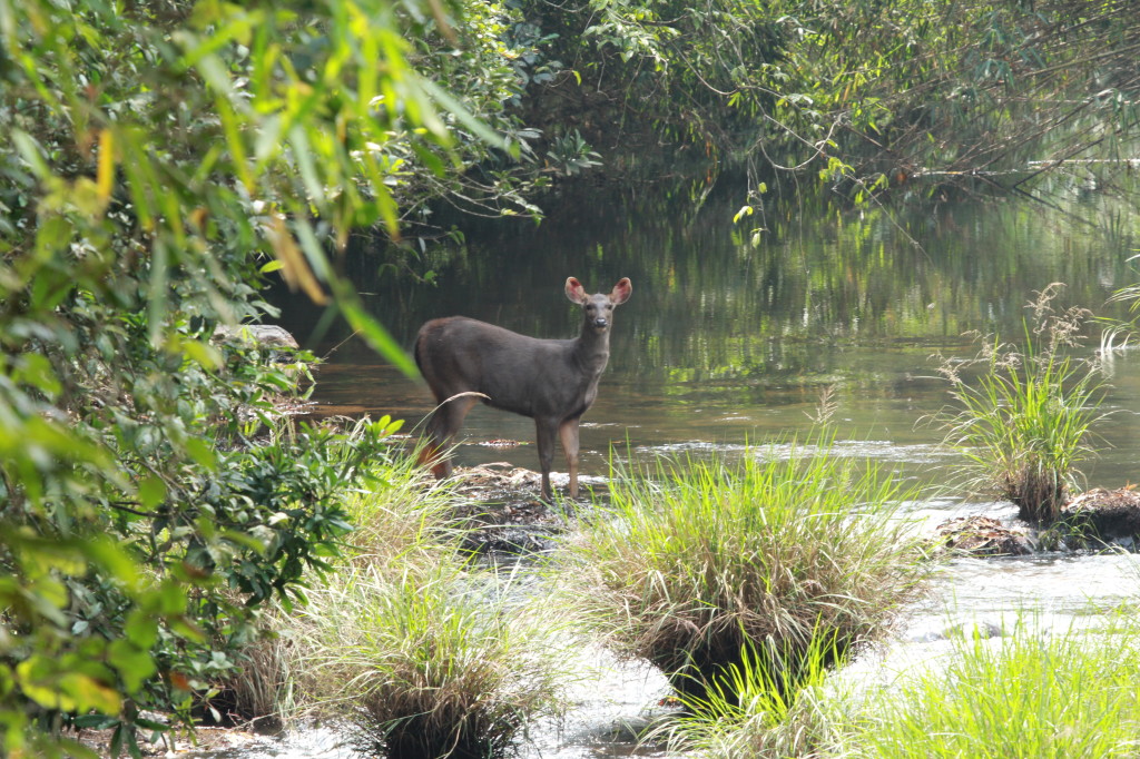 image naturaleza sai santuario Anil Pamela Malhotra IMG 2548