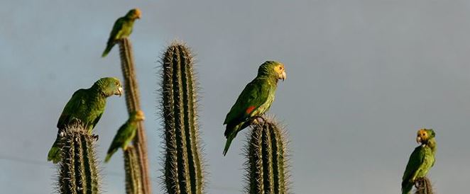 Bonaire