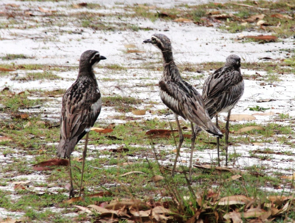 Bush Stone Curlew2