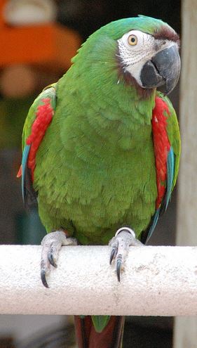 ChF Macaw