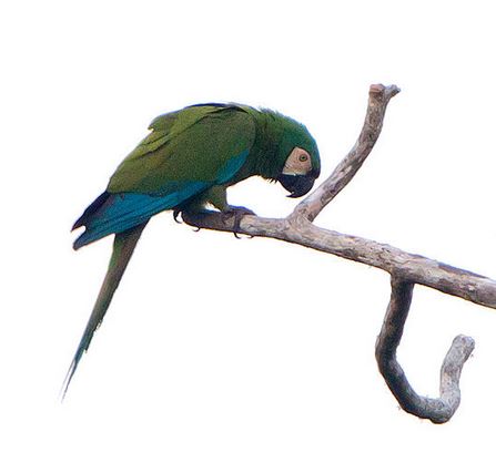 ChF Macaw1