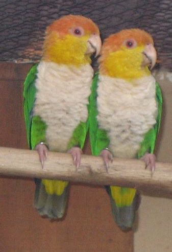 wb caique2